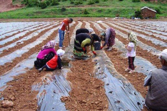 ÖRTÜALTI YETİŞTİRİCİLİĞİ 2.