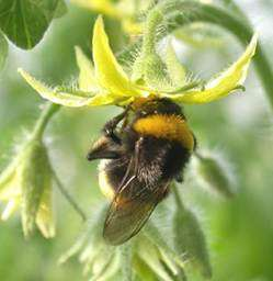 SERALARDA BOMBUS ARISI KULLANIMI Bombus arıları ekonomik olarak bal yapmayan, vücudunda sarı halkalar bulunan, iri ve tüylü ya-bani bir arı çeşididir. 5 C den düşük sıcaklıklarda dahi çalışabilir.
