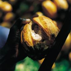 Kakao ağacının üç farklı türü bulunmaktadır.