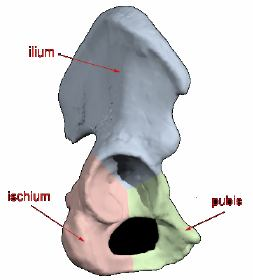 8 ulaşırlar. Kalçaya yük bindiğinde lig. teres yağ yastıkçığı arasında ezilmeden yer değiştirir. Fovea centralis küçük ve üç açılı bir çukurdur ve femur başının posteroinferiorunda yer alır.