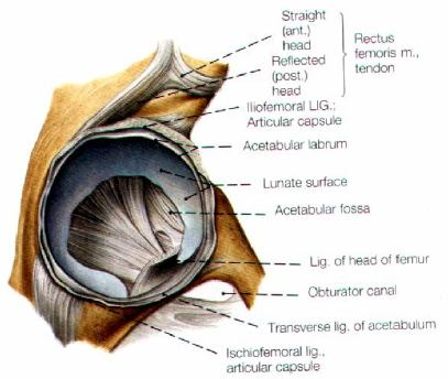 9 yerinde meydana gelmiştir. Çukur şeklinde olup femur başıyla eklemleşen facies lunata ve fossa asetabuli'den oluşur (Şekil.4). Şekil 4.