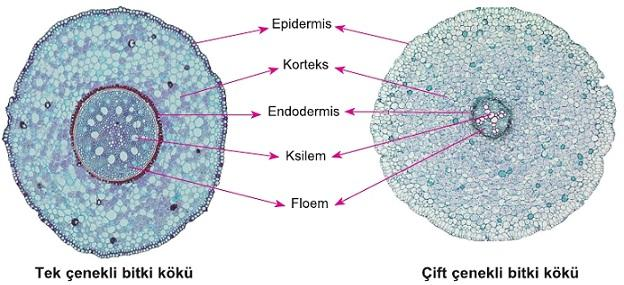 KÖKÜN YAPISI Kökün enine kesitine bakıldığında; En dışta epidermis bulunur. Epidermis altında hücreler arası boşluklara sahip korteks bulunur. Korteks parankima hücrelerinden oluşmuştur.