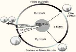 ünite 12 HÜCRE DÖNGÜSÜ Yrd. Doç. Dr. Berrin Zuhal ALTUNKAYNAK Hücrenin hayatında bir hücre bölünmesinden diğerine kadar geçen süre hücre siklusu (döngüsü) olarak bilinir.