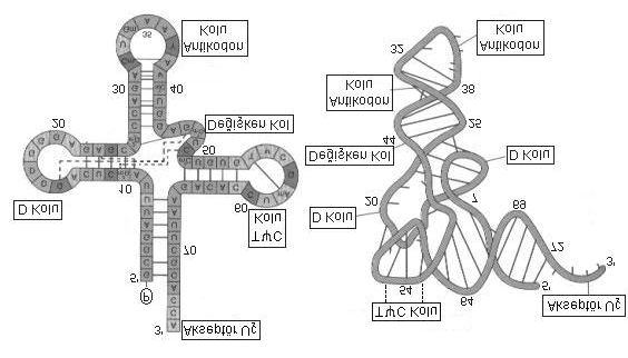 Şekil 13. trna nın şematik ve üç boyutlu görünüşü. Ribozomal RNA (rrna) Ribozomlar hücrede protein sentezinin yapıldığı merkezlerdir.