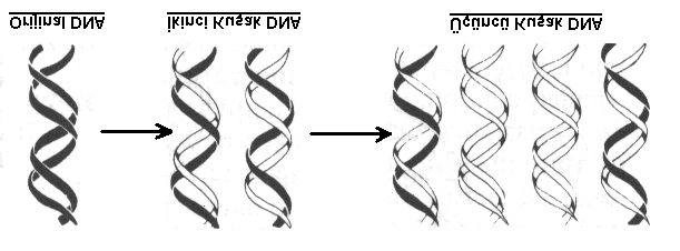 göre daha kısa ve kalın; Z-DNA ise B-DNA molekülüne göre daha ince ve uzundur 1,3-5. Prokaryotik organizmalarda bir tane çift sarmal halkasal kromozom bulunur.
