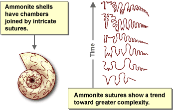 Ammonoidea Sütur örnekleri http://evolution.