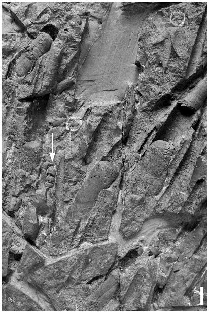 orthoconic nautiloidler, La Maurerie Formation, Montagne Noire, Fransa, Erken