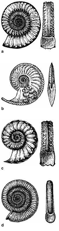 a Arietites (Alt Liyas) Ammonoidea b Amaltheus (Orta Liyas) Jura- Liyas ( 200-174 my ) ta bazı indeks