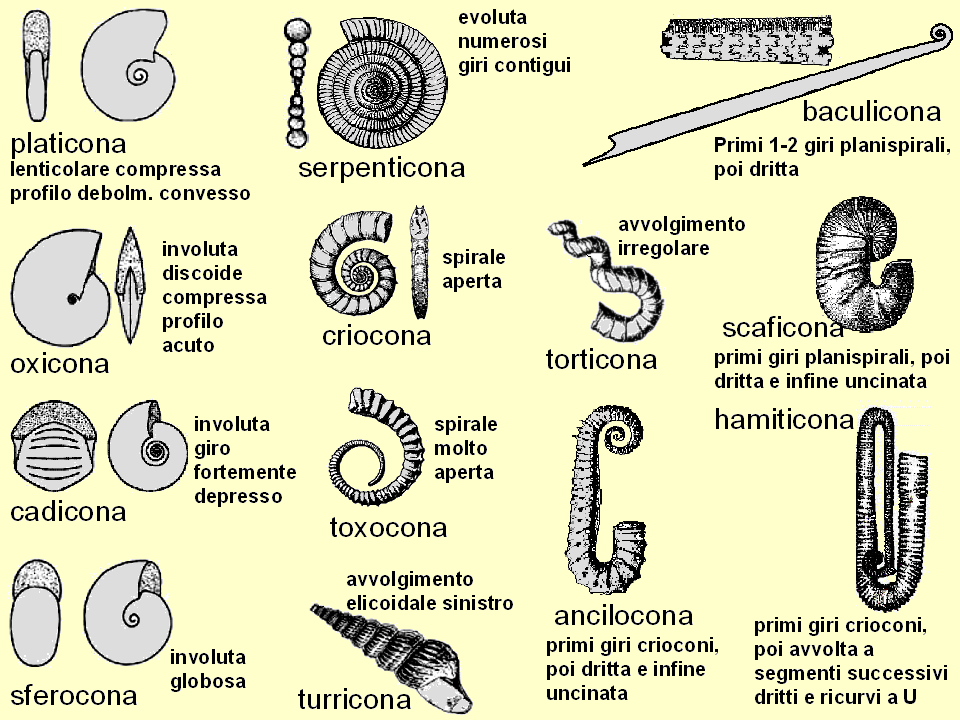 Ammonitlerin Kavkı Morfolojisi http://upload.wikimedia.