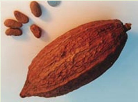 Kakao çekirdeği, kakao ağacında ve 15-20 cm boyundaki kakao tohum zarfları içinde bulunur. Her bir zarfın içinde 25-40 kadar çekirdek bulunmaktadır.