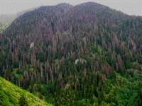 1994-1995 yıllarında Artvin de uzun süren bir yaz kuraklığı sonucu su stresi yüzünden ağaçların büyük bir bölümünde zayıflama görülmüģtür.