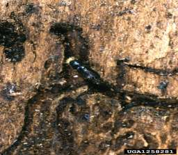 Yatay diģli göknar kabuk böceği Pityokteines spinidens * Doğu Karadeniz Bölgesi nde daha çok ladinleri tercih etmekle birlikte göknar ve sarıçamlara da gitmektedir.
