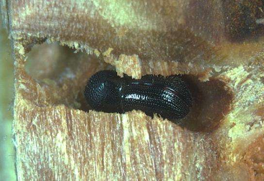 Xyleborus dispar Nokta Şeritli Odun Oyucusu 1.8-2.4 mm 3-3.