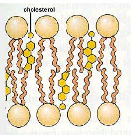 Spermatozoayı ani ısı değişikliklerinden koruyabilmek. Spermanın daha uzun süre saklanabilmesi için 5 o C'a soğutulması veya dondurulması zorunludur.