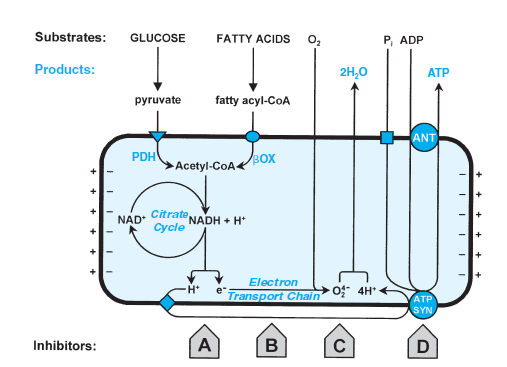 Elektron transport zinciri - Mitokondriyal ATP sentezinin bozulması Casarett and Doull s