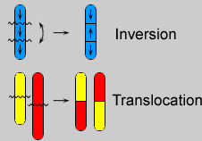 Makro lezyonlar (Kromozomal mutasyonlar) Kromozomlarda kırılmalar Meydana gelen parçaların diğer zincire kaynaması Örn: Fanconi anemisi Kromozomların
