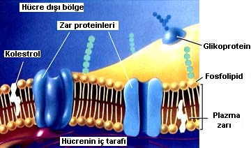 HÜCRE ZARI (CELL MEMBRANE ) YARI GEÇİRGEN BİR YAPIYA SAHİP OLUP, PROTEİN VE