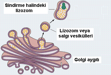 GOLGİ CİSİMCİĞİ (AYGITI) (GOLGİAPPARATUS) SALGI MADDELERİNİN BİLHASSA