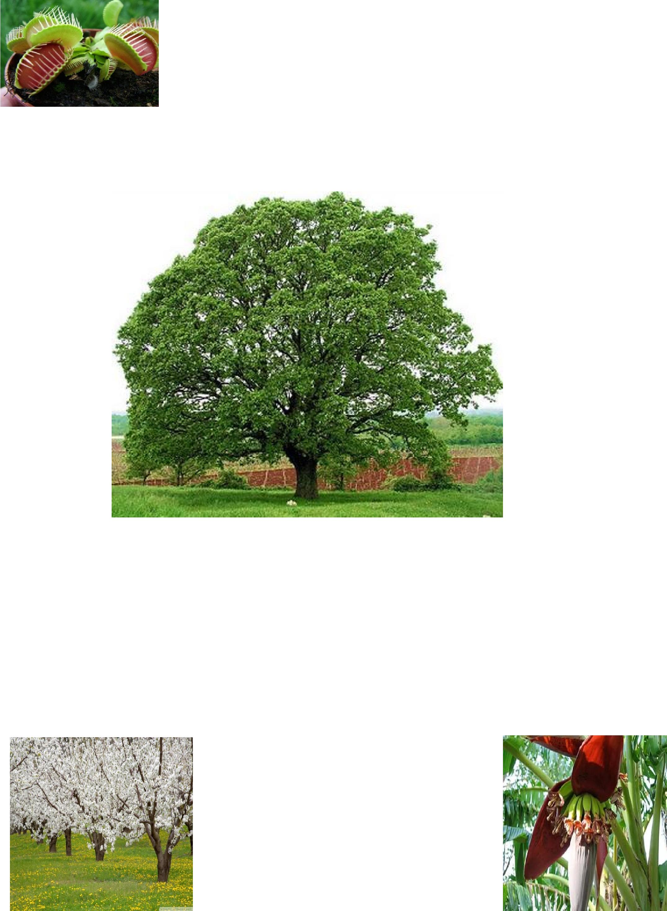 Bazı bitkiler etle beslenirler. Ülkemizde en çok bulunan ağaç türü meşe ağacıdır. Sincaplar, kışlık yiyecekleri olan meşe tohumunu toprağa gömerler.