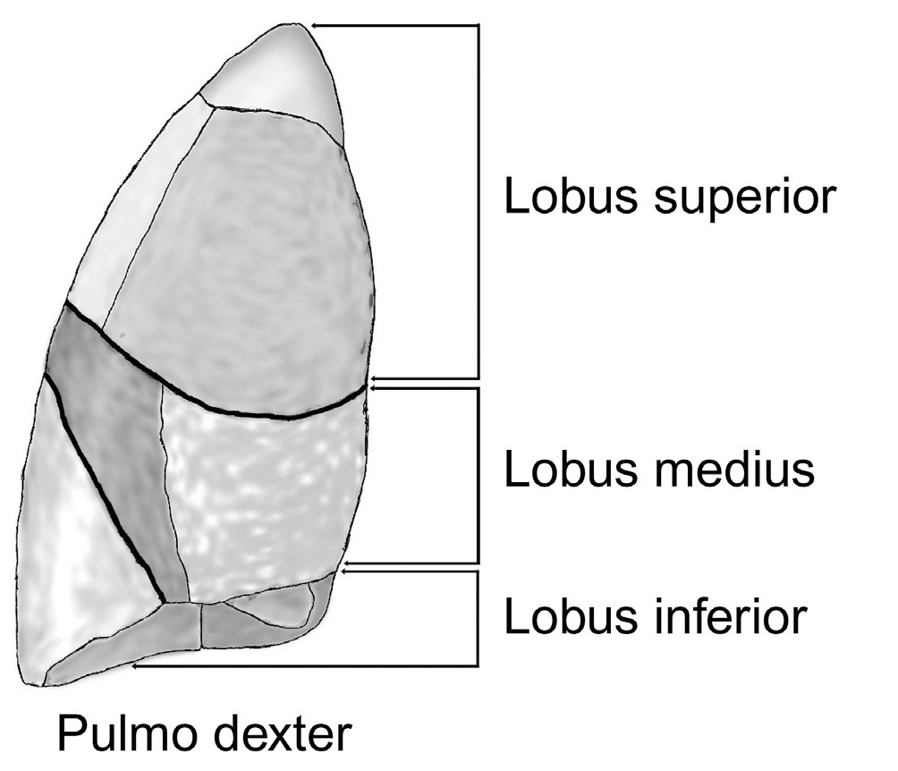 lunur. Akciğerin her bir lobu pulmoner alveolleri içeren çok sayıda küçük lobüllere ayrılmıştır.