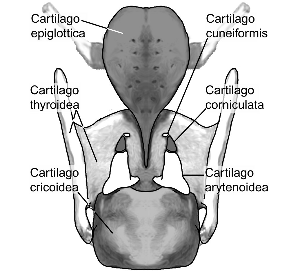 Cartilagines laryngis