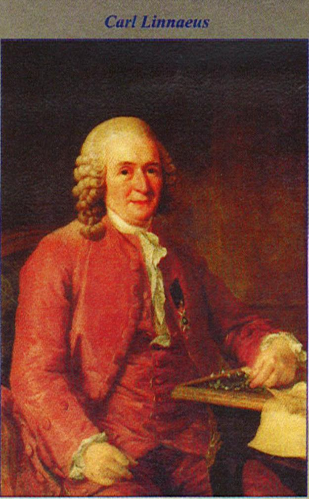 1753 yılında İsveçli botanikçi Carolus Linnaeus, Species Plantarum adlı esrinde, sınıflandırmada