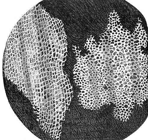 1665 tarihinde ROBERT HOOKE şişe mantarından aldığı kesitleri, ilkel mikroskop altında incelemiştir.