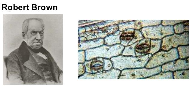 1831 yılında ROBERT BROWN hücre sıvısı