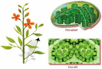 Bitkilerin ana karakterleri ve onları hayvanlardan ayıran özellikler 1- Bitki bulunduğu yere bağlıdır, serbestçe hareket