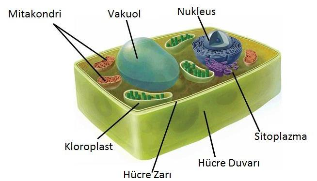 6- Bitki hücresinin etrafında selülozdan yapılmış bir