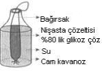 25. Yandaki grafiğe bakarak aşağıdakiler den hangisini söylemek doğru olur? A) A hücresi aktif taşıma yapmıştır. B) A hücresi az yoğun bir ortama konmuştur. C) B hücresi deplazmoliz olmuştur.