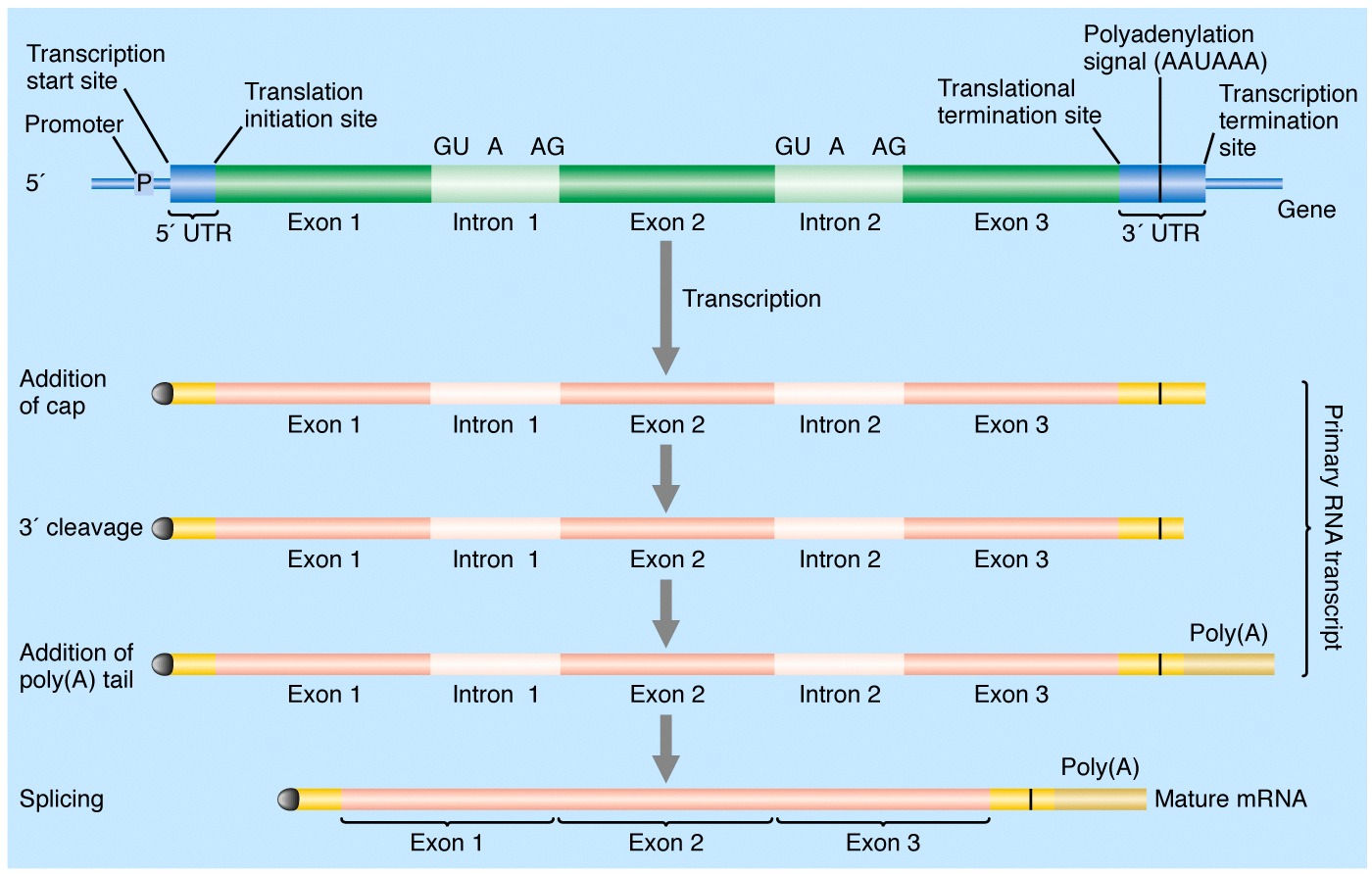 Ökaryotik gen ifadesi kontrolü -50/-150 bç CCAAT/cat