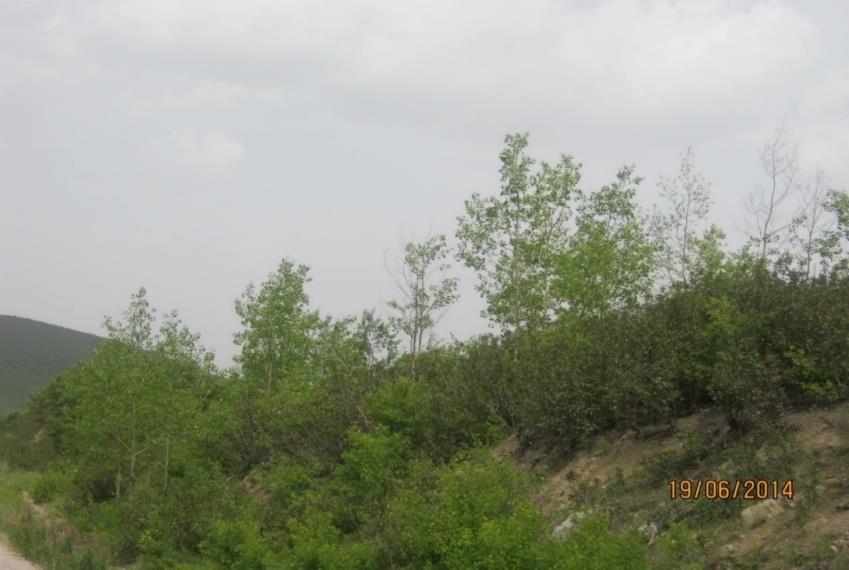 İsmail Karbuz 430 içerisinde çalı katında katran ardıcı (Juniperus oxycedrus) ve laden (Cistus laurifolius) gibi çalı türleri bulunur.