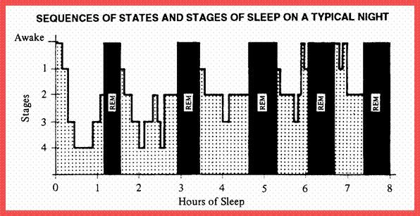 UYKU EVRELERİ Uyku başlıca iki dönemden oluşur: REM uykusu (rapid