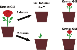 6. Aşağıda gül bitkisine ait üretim şeması verilmiştir. 1. durum 2. durum Gül Tohumu 8. Zeynep bezelye tohumları ile aşağıdaki çaprazlamayı yaparak buruşuk tohumlu bezelye üretiyor.