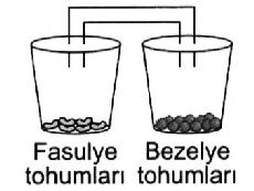 TEOG SINAV SORUSU-5 ANABİLİM TEOG DENEME 19 NİSAN 1. Burcu Öğretmen, öğrencilerine Canlılar, oksijenli solunum sonucunda karbondioksit oluşturur.