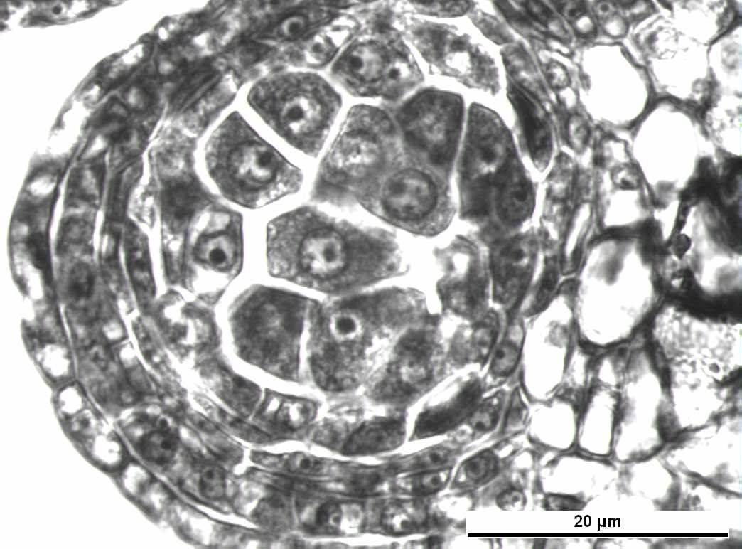 E En At PAH Tp Şekil 4.2 Genç bir anter de çeper tabakaları Bar =20 µm E- Epidermis At- Ara tabaka PAH- Polen Ana Hücresi En- Endotesyum Tp- Tapetum Tabakası 4.
