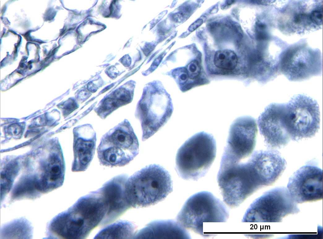 4.2 Tapetum Tabakasındaki Hücrelerde Görülen Bölünme Tipleri Vitis vinifera L. cv.