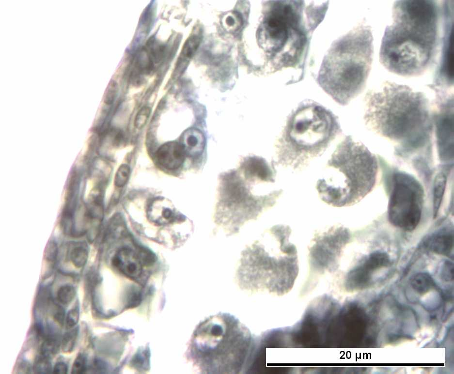 hücreleri Bar = 20 µm Şekil 4.22 Vitis vinifera L. cv.