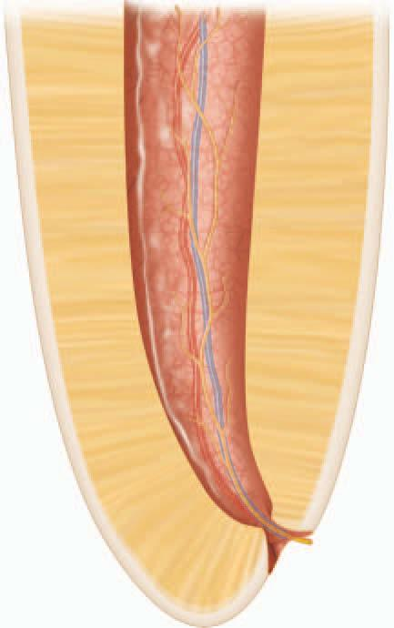 Apikal daralım Apikal foramen Radyografik apeks Sementodentinal birleşim Şekil 1.3. Kök ucu anatomisi (11).