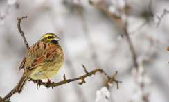 palustris Parus lugubris Parus caeruleus Parus major Sitta europaea Sitta neumayer Certhia familiaris Certhia brachydactyla Remiz pendulinus Oriolus oriolus Lanius isabellinus Lanius collurio Ak