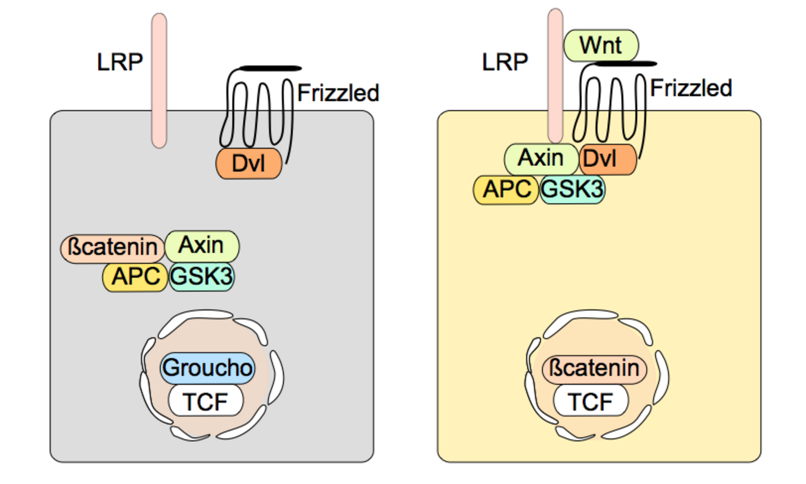 Reseptörler Wnt/β-katenin Yolağı - Wnt reseptöre bağlı