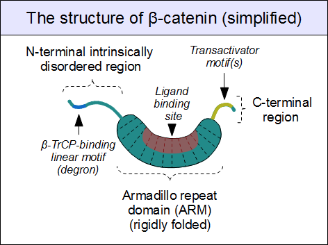 Wnt/β-katenin Yolağı β-katenin - Hücrelerin birbirlerine tutunmasında ve transkripsiyon