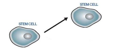 Wnt/β-katenin Yolağı ve Kök Hücreler - Kök hücreler Sınırsız bölünebilen
