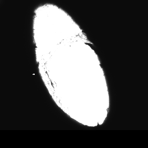 olan Drosophila embriyosunda