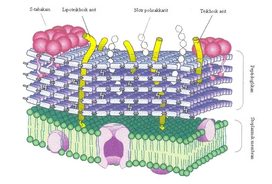 4. ARAġTIRMA BULGULARI VE TARTIġMA Bülent KABAK ġekil 4.31.Gram-Pozitif Bakterilerin Hücre Duvarının Görünümü (Delcour ve ark, 1999).