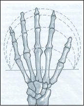 1.1.1. Elin Anatomisi Elin kemik yapısı derinin
