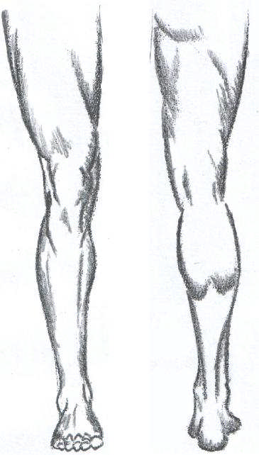 Bacağın yandan görünüşü uzatılmış S harfine benzetilebilir. Bu benzetmeler çizim yaparken kolaylık sağlayacaktır.
