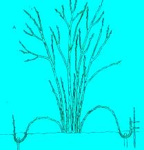 Çelikleri zor köklenen Vitis rotundifolia çeşitlerinin çoğaltılmasında