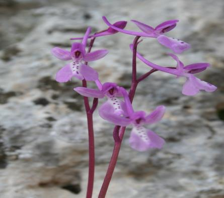 Orchis anatolica (Anadolu orkidesi)